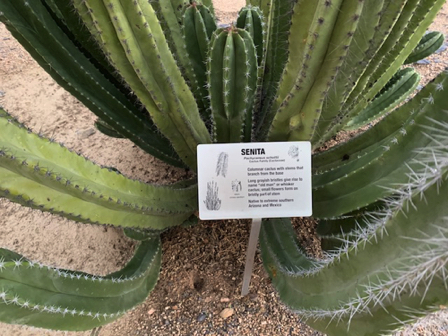 Sep 17 - Old Man cactus Sep 17 - Old Man cactus
